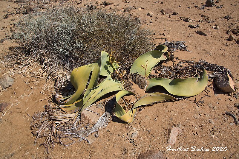 File:DSC06135 Namibia L4 (49537563658).jpg