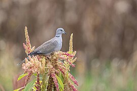 Eurasian Collared-Dove.jpg