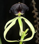 Prosthechea cochleata