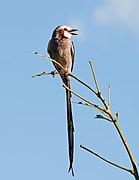 Gubernetes yetapa -Piraju, Sao Paulo, Brasil-8.jpg