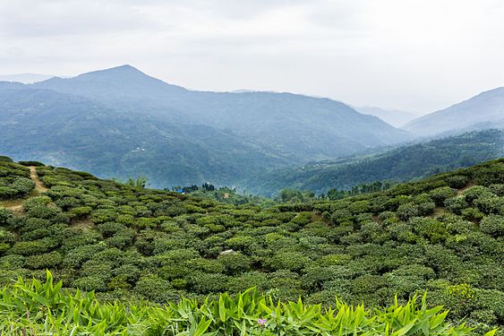 Tea garden Kanyam..