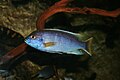 Lake Malawi Cichlid