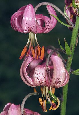 Lilium martagon