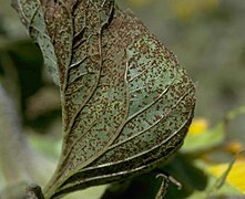 Rdza Puccinia helianthi na liściu słonecznika