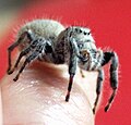 Phidippus octopunctatis, perhaps the largest U.S. jumping spider.