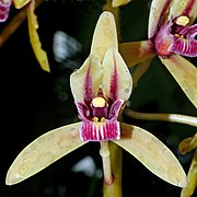 Cymbidium aloifolium Type species