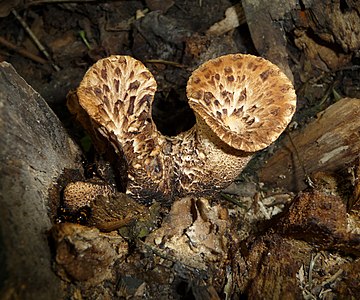 Polyporus squamosus (Dryad's Saddle)