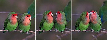 Inseparáveis-de-faces-rosadas (Agapornis roseicollis roseicollis) na região de Erongo, Namíbia (definição 5 934 × 2 212)