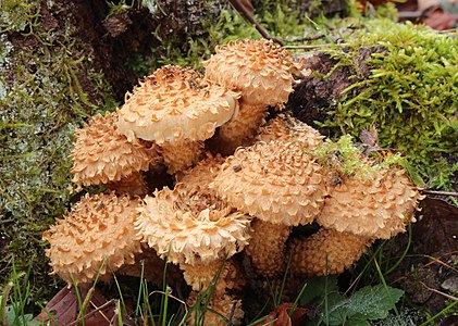 Pholiota squarrosa (Shaggy Scalycap)