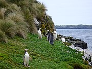 Pinguin mata-kuning di Pulau Enderby