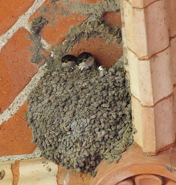 File:Zwei Jungschwalben im Nest.jpg