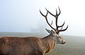 English: Male cervus elaphus Deutsch: Männlicher Rothirsch