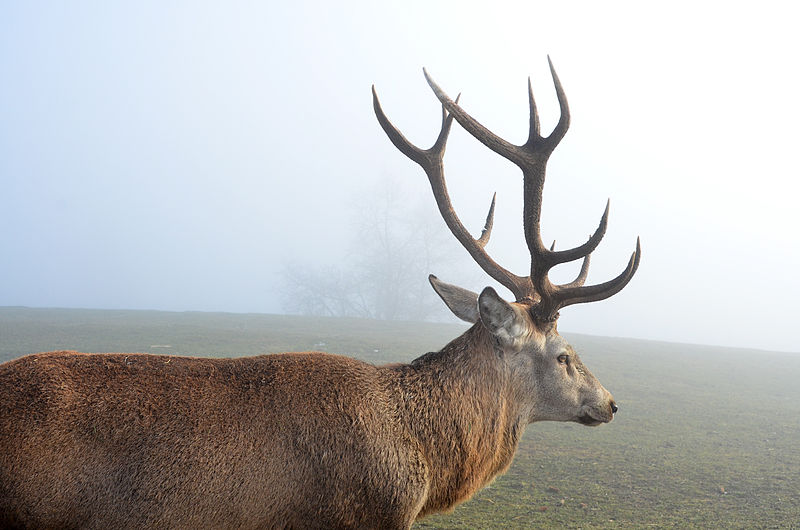 File:Magdalensberg Wildgehege Cervus elaphus 12122013 288.jpg