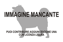 Immagine di Tetraconodon mancante