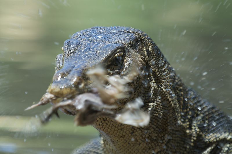 File:Monitor Lizard (7605304032).jpg