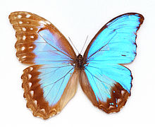 Morpho didius