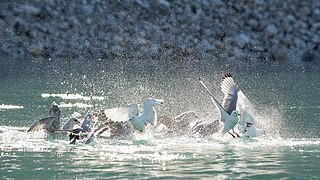 Fulmarus glacialis (Northern Fulmars) chasing away Rissa tridactyla (Black-legged Kittiwakes) Image is also a Featured picture of Laridae