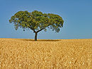 Un champ de blé