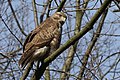 Buteo buteo