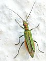 Femella d'Oedemera nobilis que mostra els fèmurs posteriors no dilatats