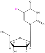 Image illustrative de l’article Bromodésoxyuridine