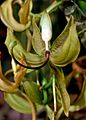 Cycnoches loddigesii