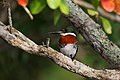 Green kingfisher in the sanctuary