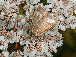 Udea alpinalis