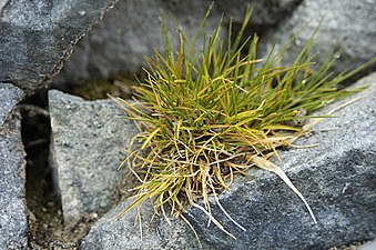 Metlice Deschampsia antarctica na Petermannově ostrově (Antarktida)