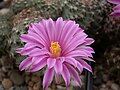 Echinocereus amoenus.