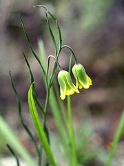 Fritillaria rhodia