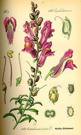 Didysis žioveinis (Antirrhinum majus)