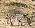 villesel Equus africanus