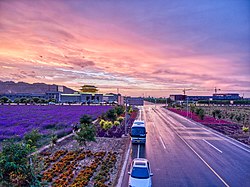 Hamparan bunga lavender dan sukacita di Zhangye.