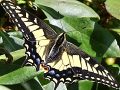 Papilio zelicaon-female.jpg