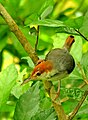 Rufous-tailed tailorbird