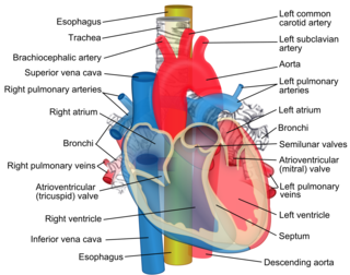 Relations of the aorta, trachea, esophagus and other heart structures. Attribution-Share Alike 3.0 Unported licensing, attributed to ZooFari and Mikael Häggström.