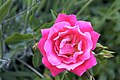 Flower Carpet Pink, Noack 1988