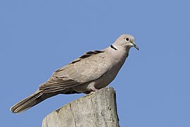 Streptopelia decaocto - Eurasian Collared Dove 05.jpg