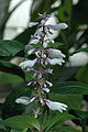 Spica (Salvia)