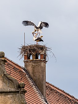 Couple de cigognes blanches sur leur nid, construit sur une cheminée en Haute-Franconie. (définition réelle 1 984 × 2 645)