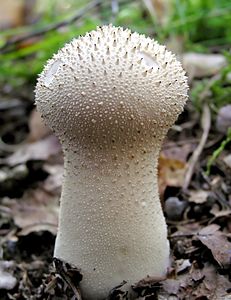 Lycoperdon perlatum (Common Puffball)