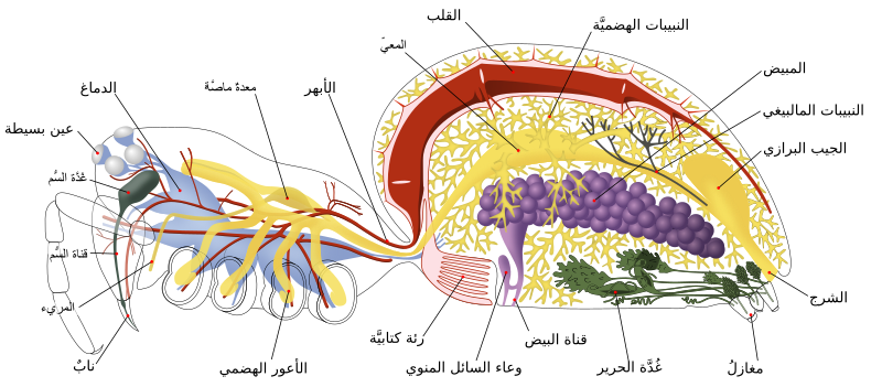 File:Spider internal anatomy-ar.svg