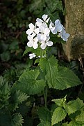 Fleurs (forme blanche).