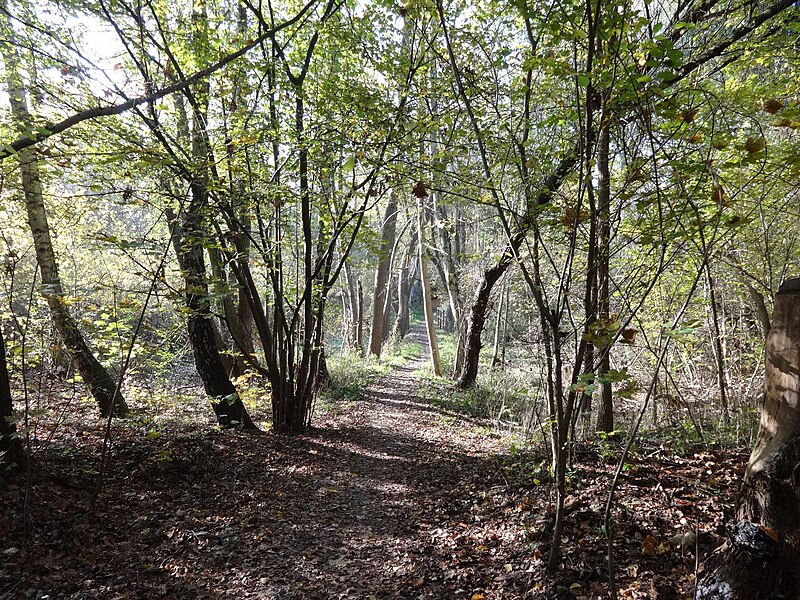 File:Zeuthen NSG Höllengrund-Pulverberg Blick Richtung Hoherlemer Straße.JPG