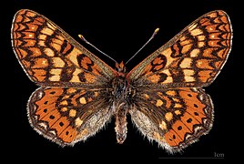 Euphydryas aurinia beckeri ♂ MHNT