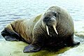 唯一の現生種であるセイウチ (Odobenus rosmarus) ／老いた雄のタイセイヨウセイウチ。フォックス湾（カナダ）にて撮影。