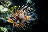 Pterois antennata English: Antennata Lionfish Deutsch: Antennen-Feuerfisch