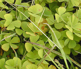 Marsilea villosa.