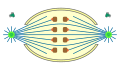 semiopen orthomitosis